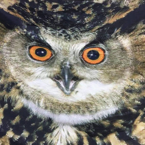  Owl Face Scarf 